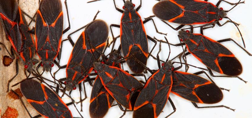 Pile of Boxelder Beetles
