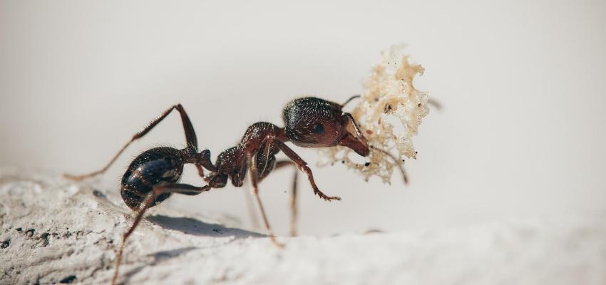 Odorous House Ant