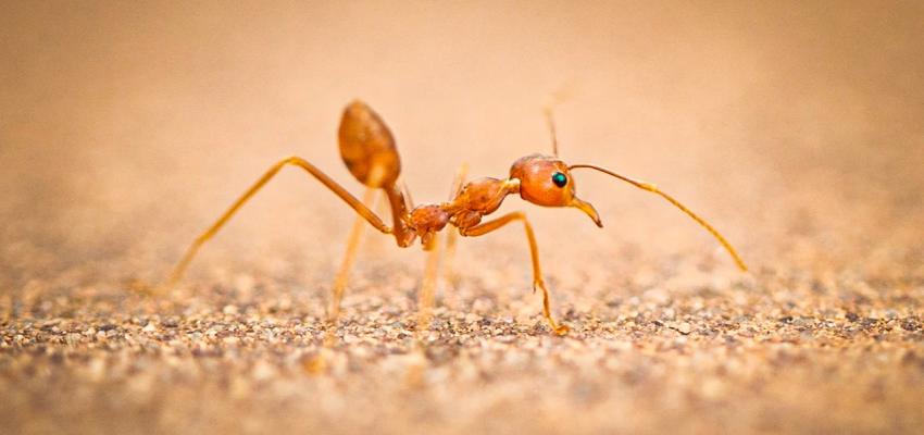 Thief Ant
