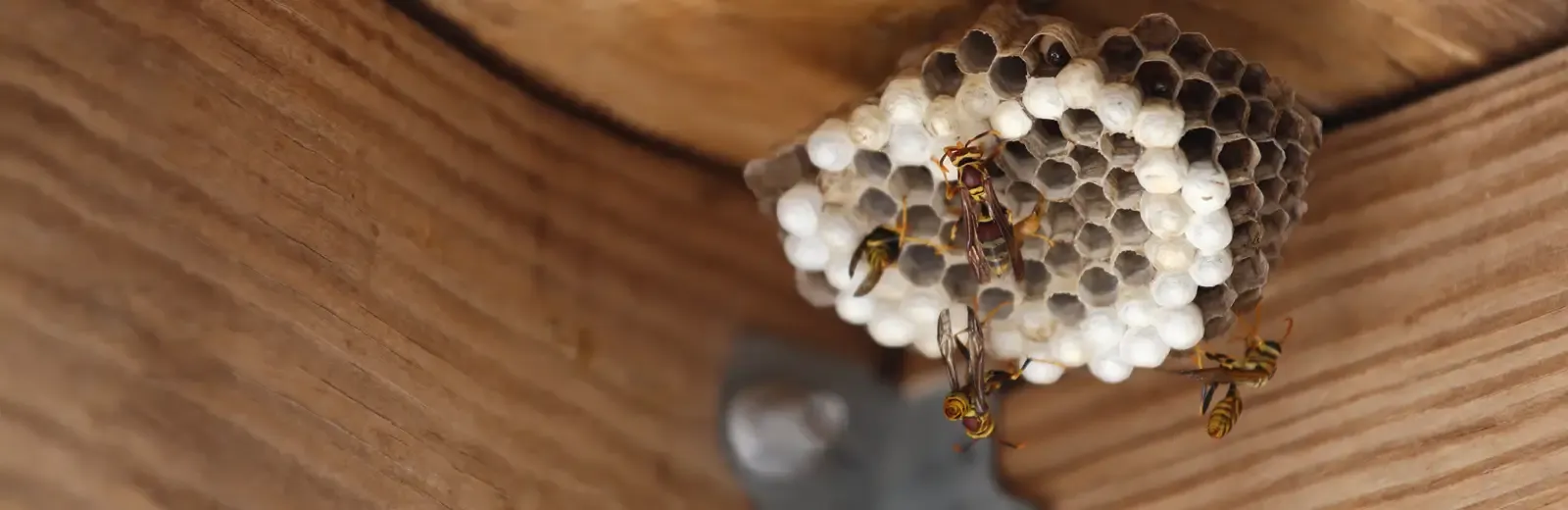 wasp nest