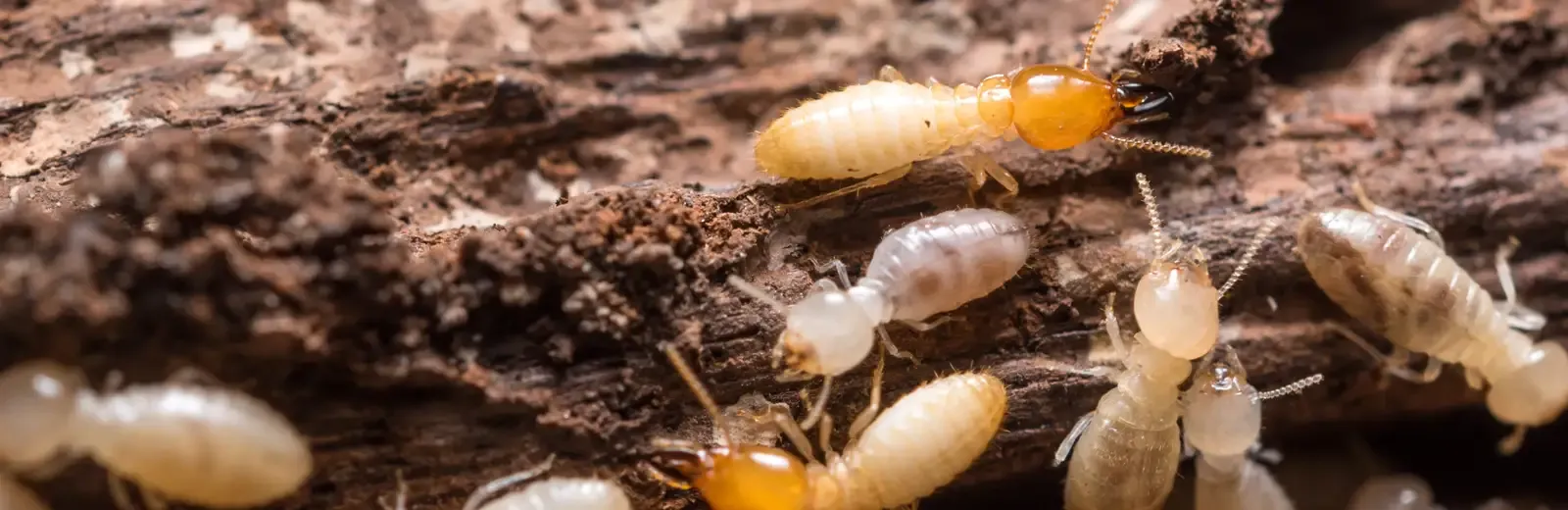 termites on wood