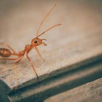 Ant on Corner of Table