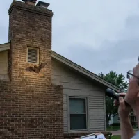 bat exclusion tech inspecting chimney