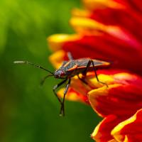 Boxelder Beetle on Flower