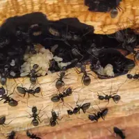 carpenter ants