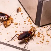 cockroaches eating crumbs