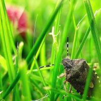 a stink bug in the grass