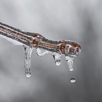 Snow melting on branch