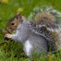 Eastern Gray Squirrel