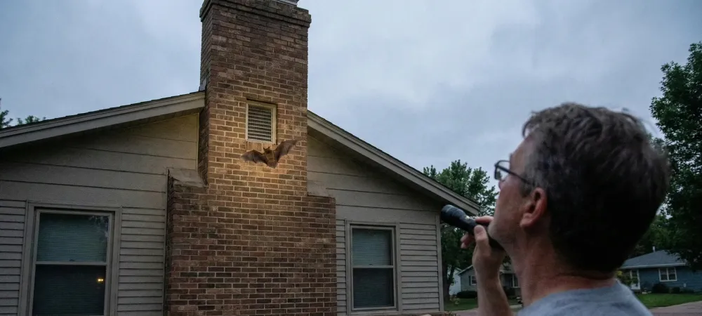 bat exclusion tech inspecting chimney