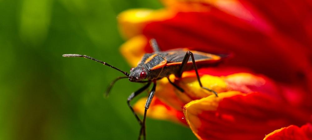 Boxelder Beetle on Flower