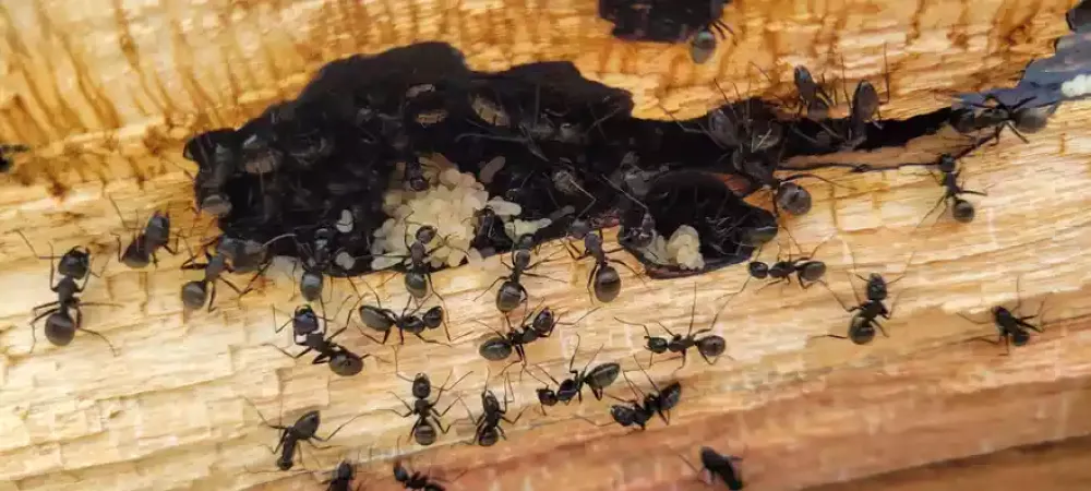 carpenter ants