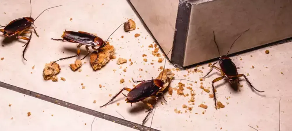 cockroaches eating crumbs