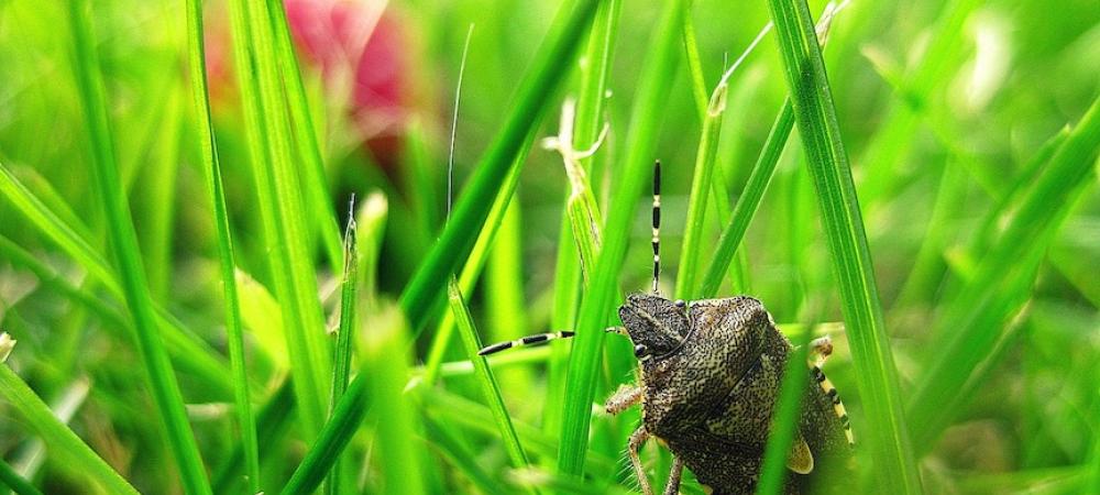 a stink bug in the grass