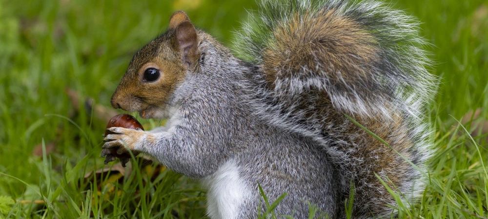 Eastern Gray Squirrel