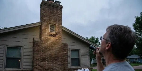 bat exclusion tech inspecting chimney