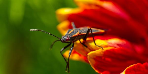 Boxelder Beetle on Flower