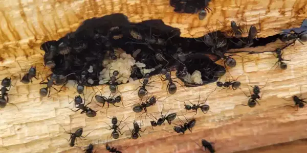 carpenter ants