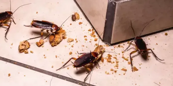 cockroaches eating crumbs