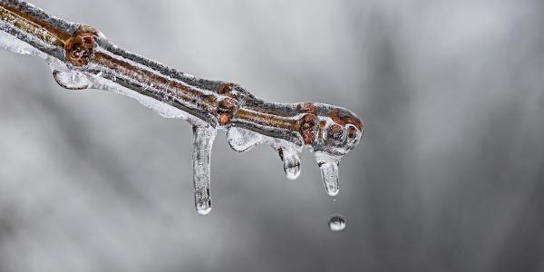 Snow melting on branch
