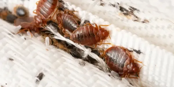 bed bugs on mattress