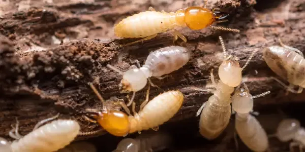 termites on wood