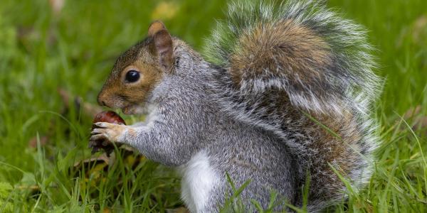 Eastern Gray Squirrel