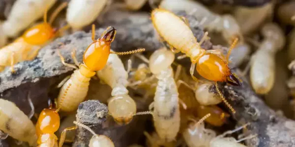 termites